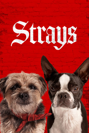 Strays (2023) Dual Audio HDRip | Hindi Full Movie – 480p